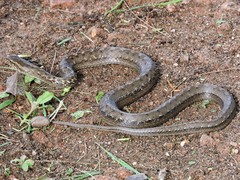Mesotes strigatus