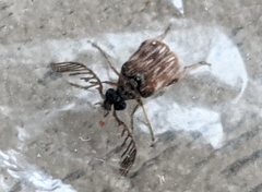 Megacerus impiger