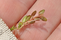 Epilobium angustum