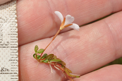 Epilobium angustum