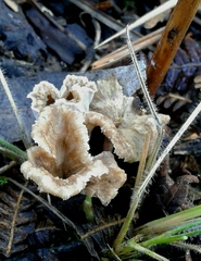 Craterellus sinuosus