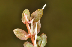 Epilobium angustum