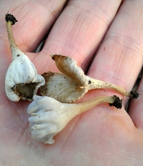 Craterellus sinuosus