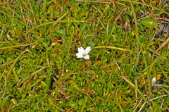 Epilobium angustum