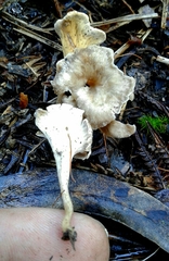Craterellus sinuosus