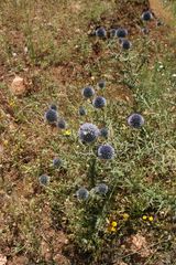 Echinops spinosissimus