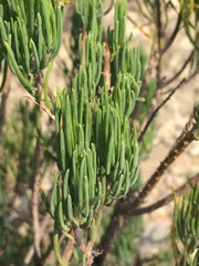 Dyscritothamnus filifolius