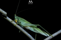 Subria