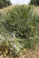 Echinops spinosissimus