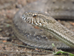 Mesotes strigatus