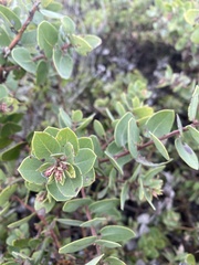 Arctostaphylos morroensis