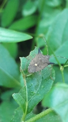 Euschistus carbonerus