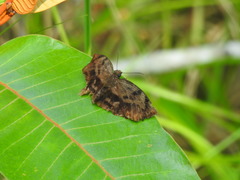 Achlyodes
