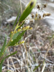 Solidago odora odora
