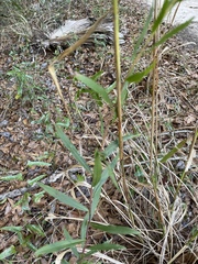 Solidago odora odora