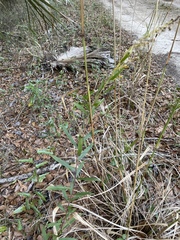 Solidago odora odora