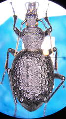 Cychrus tuberculatus
