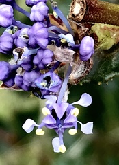 Ceanothus purpureus