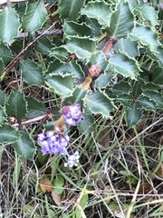Ceanothus purpureus