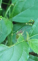 Euschistus carbonerus