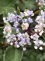 Ceanothus purpureus