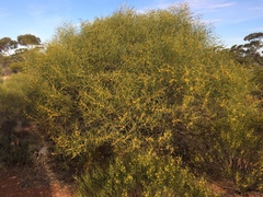 Acacia jennerae
