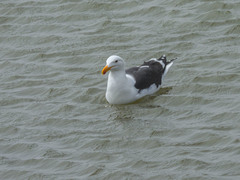 Larus dominicanus vetula