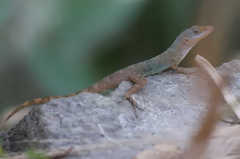 Anolis wattsii
