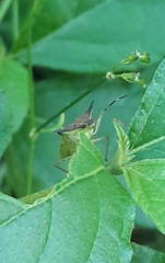 Euschistus carbonerus