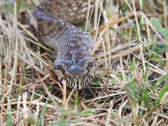 Mesotes strigatus