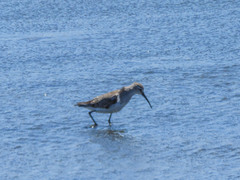 Calidris ferruginea