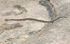 Bothrops pubescens