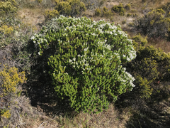 Veronica subalpina