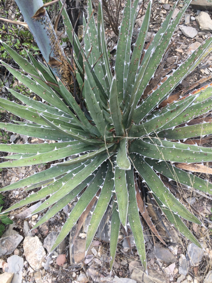 Agave garciae-mendozae  iNaturalist