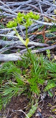Aciphylla polita
