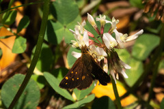 Butleria bissexguttatus