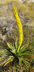 Aciphylla ferox