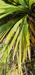 Aciphylla ferox