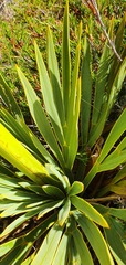 Aciphylla ferox