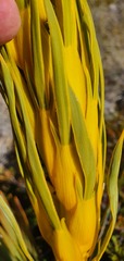 Aciphylla ferox