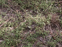 Myoporum montanum