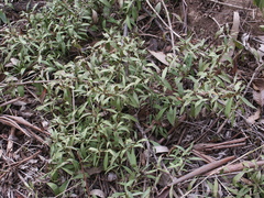 Myoporum montanum