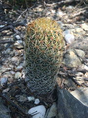 Coryphantha erecta