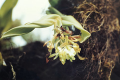 Epidendrum spicatum