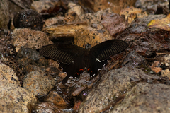 Papilio iswaroides