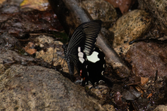 Papilio iswaroides
