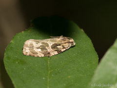 Phaecasiophora confixana