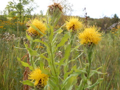 Centaurea macrocephala
