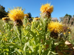 Centaurea macrocephala