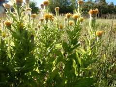 Centaurea macrocephala